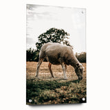 Farmhouse Wall Art – Peaceful Grazing Sheep in Sunset Print for Rustic Decor