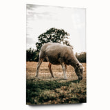Farmhouse Wall Art – Peaceful Grazing Sheep in Sunset Print for Rustic Decor