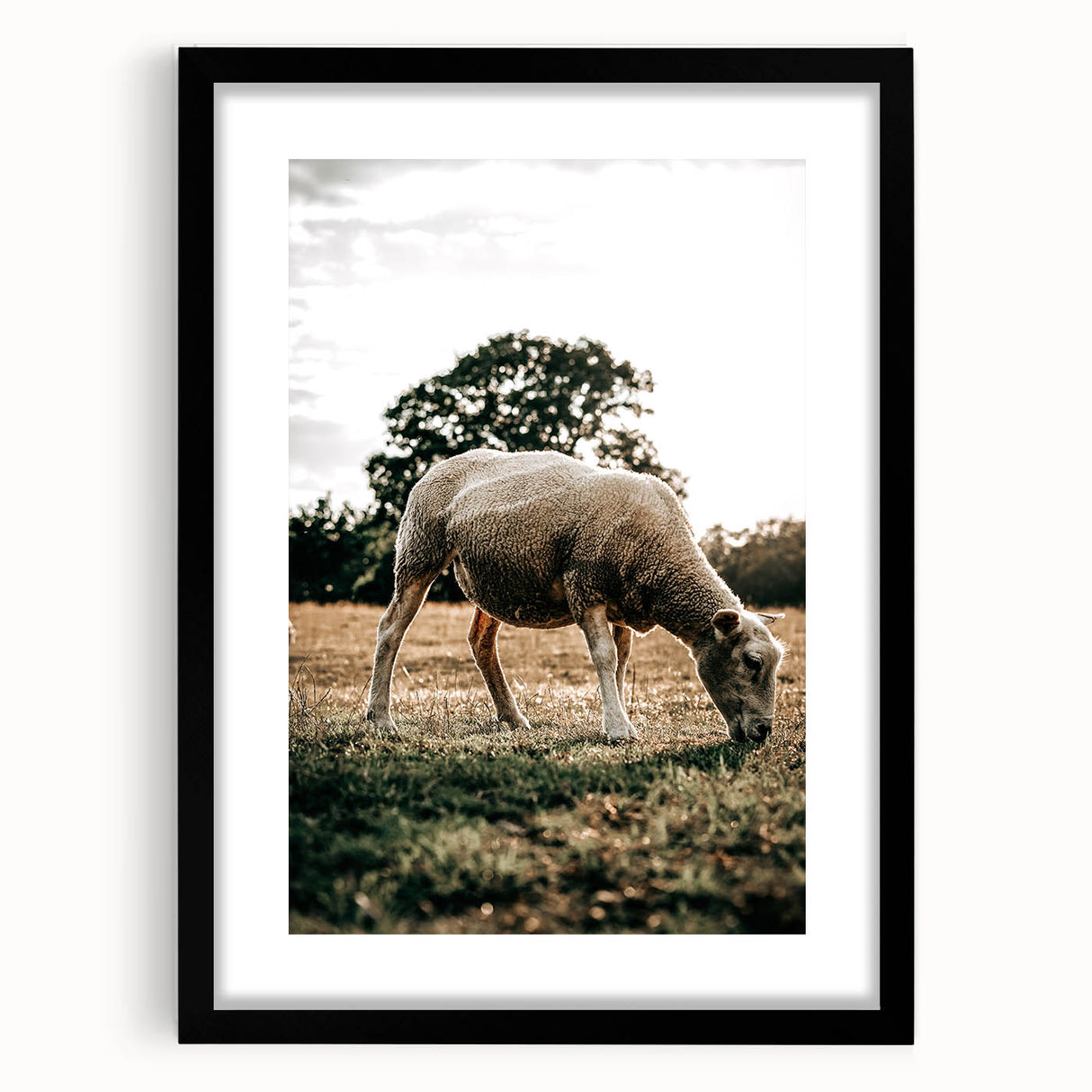 Farmhouse Wall Art – Peaceful Grazing Sheep in Sunset Print for Rustic Decor
