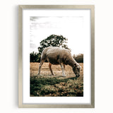 Farmhouse Wall Art – Peaceful Grazing Sheep in Sunset Print for Rustic Decor