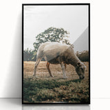 Farmhouse Wall Art – Peaceful Grazing Sheep in Sunset Print for Rustic Decor
