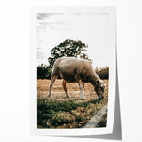 Farmhouse Wall Art – Peaceful Grazing Sheep in Sunset Print for Rustic Decor