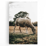 Farmhouse Wall Art – Peaceful Grazing Sheep in Sunset Print for Rustic Decor
