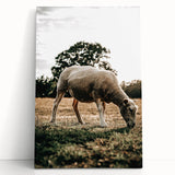 Farmhouse Wall Art – Peaceful Grazing Sheep in Sunset Print for Rustic Decor