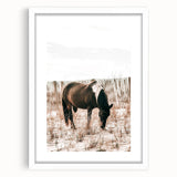 Farmhouse Wall Art – Grazing Horse in Sand Dunes Print