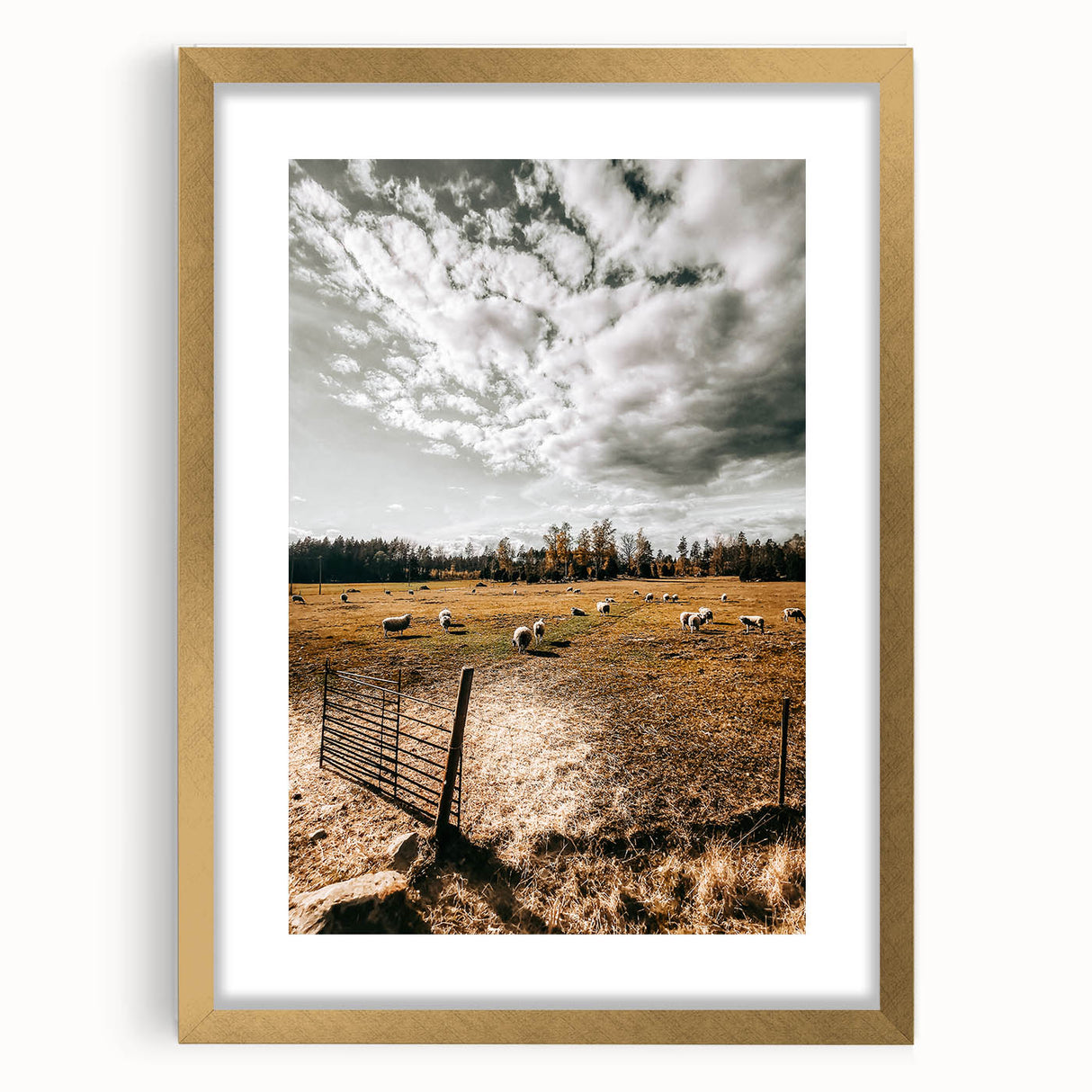 Farmhouse Wall Art - Pastoral Sheep in Field with Rustic Country Charm