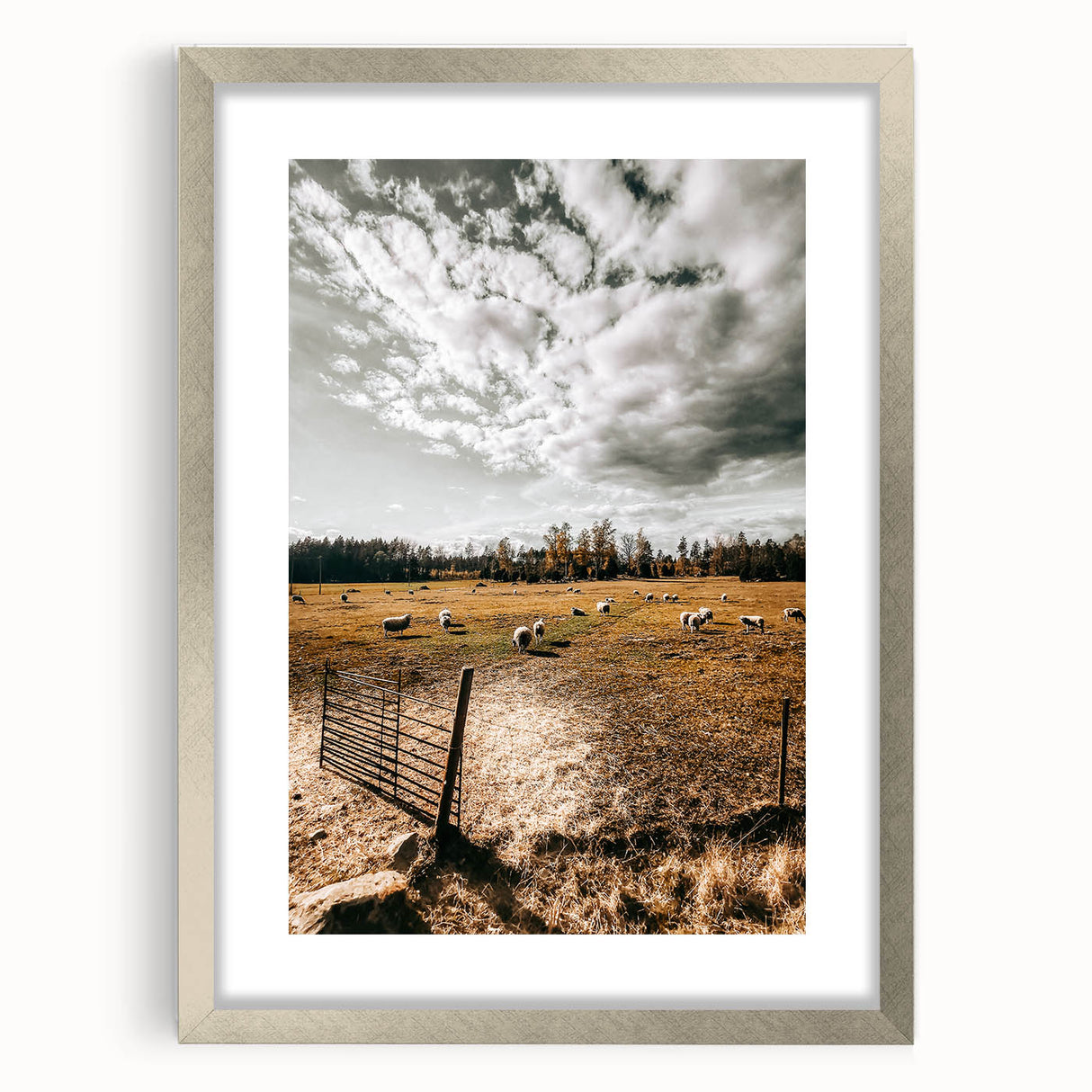 Farmhouse Wall Art - Pastoral Sheep in Field with Rustic Country Charm