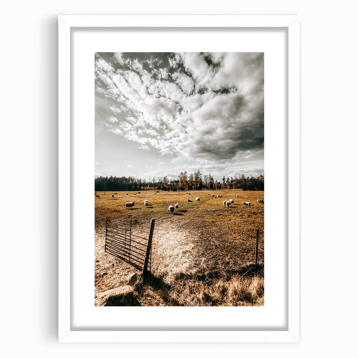 Farmhouse Wall Art - Pastoral Sheep in Field with Rustic Country Charm