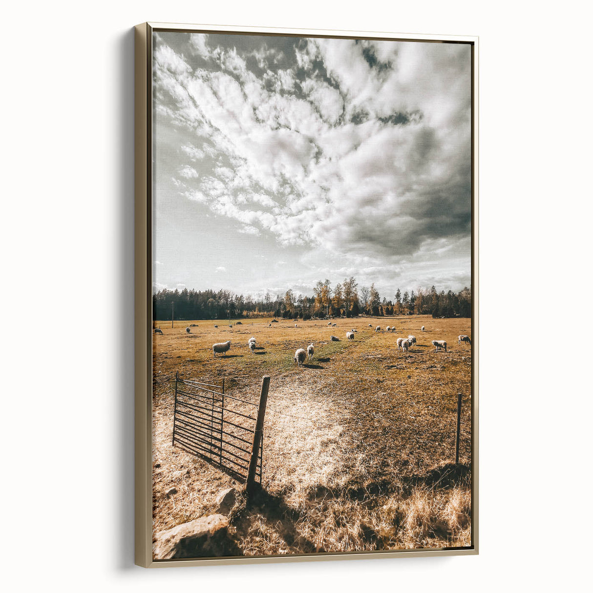 Farmhouse Wall Art - Pastoral Sheep in Field with Rustic Country Charm