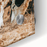 Farmhouse Wall Art - Rustic Cows in Close-Up with Country Farm Charm