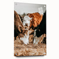 Farmhouse Wall Art - Rustic Cows in Close-Up with Country Farm Charm