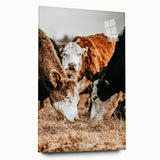 Farmhouse Wall Art - Rustic Cows in Close-Up with Country Farm Charm