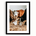 Farmhouse Wall Art - Rustic Cows in Close-Up with Country Farm Charm