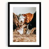 Farmhouse Wall Art - Rustic Cows in Close-Up with Country Farm Charm