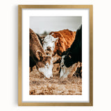 Farmhouse Wall Art - Rustic Cows in Close-Up with Country Farm Charm