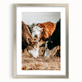 Farmhouse Wall Art - Rustic Cows in Close-Up with Country Farm Charm