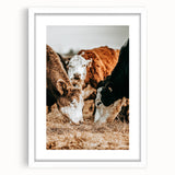 Farmhouse Wall Art - Rustic Cows in Close-Up with Country Farm Charm
