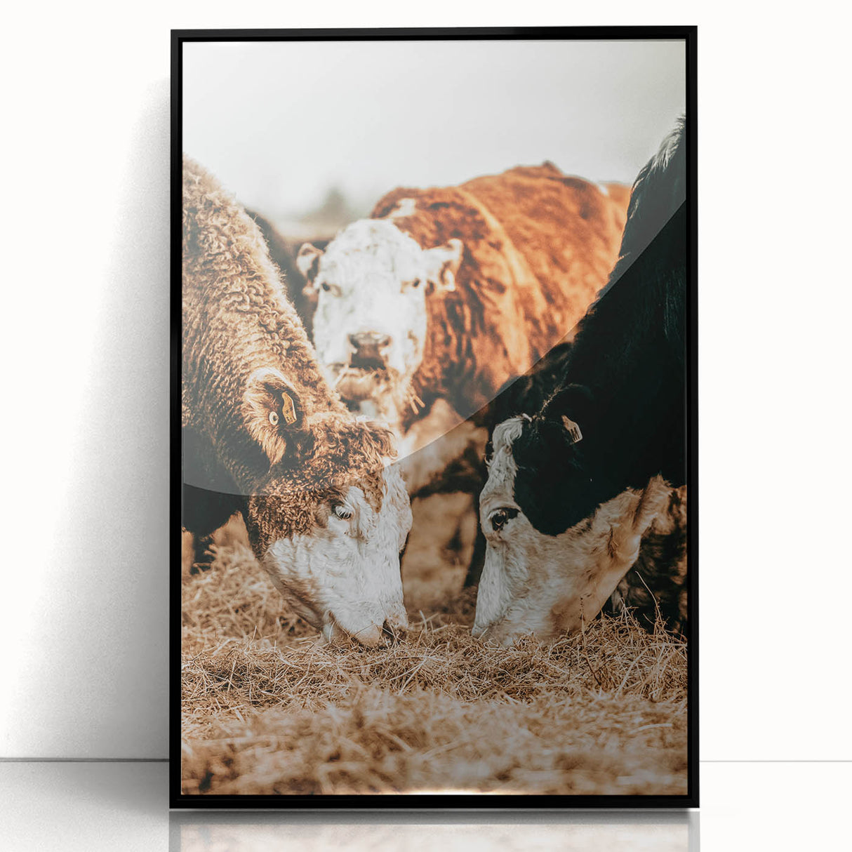 Farmhouse Wall Art - Rustic Cows in Close-Up with Country Farm Charm