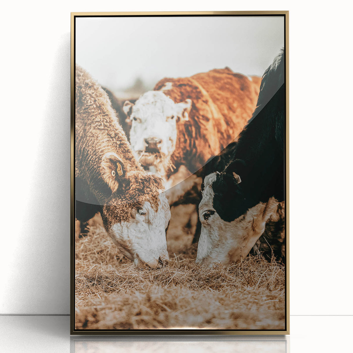 Farmhouse Wall Art - Rustic Cows in Close-Up with Country Farm Charm