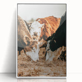 Farmhouse Wall Art - Rustic Cows in Close-Up with Country Farm Charm