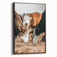 Farmhouse Wall Art - Rustic Cows in Close-Up with Country Farm Charm