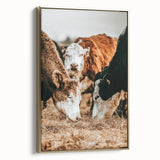 Farmhouse Wall Art - Rustic Cows in Close-Up with Country Farm Charm