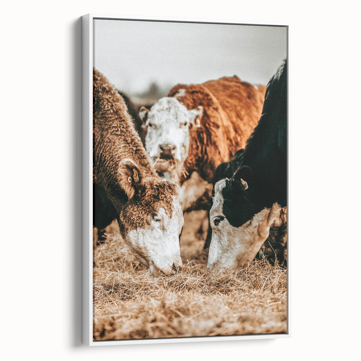 Farmhouse Wall Art - Rustic Cows in Close-Up with Country Farm Charm