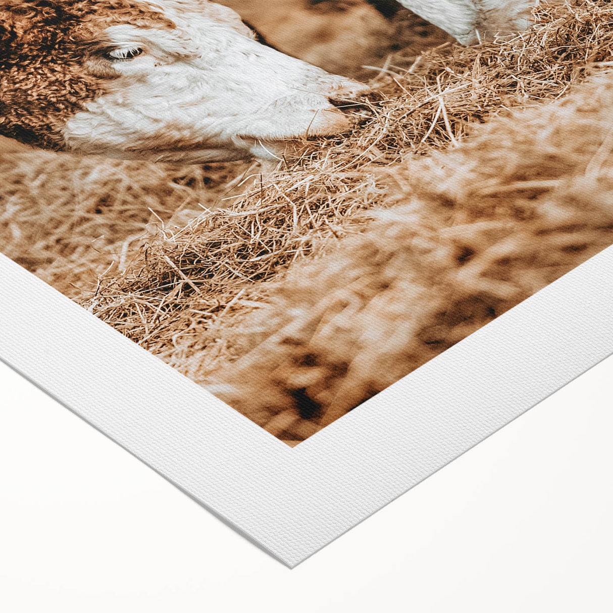 Farmhouse Wall Art - Rustic Cows in Close-Up with Country Farm Charm