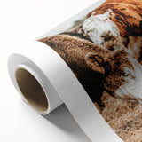 Farmhouse Wall Art - Rustic Cows in Close-Up with Country Farm Charm