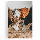 Farmhouse Wall Art - Rustic Cows in Close-Up with Country Farm Charm