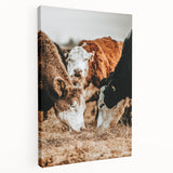 Farmhouse Wall Art - Rustic Cows in Close-Up with Country Farm Charm