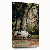 Farmhouse Wall Art - Rustic Pig in Wooded Path with Country Farm Charm