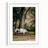 Farmhouse Wall Art - Rustic Pig in Wooded Path with Country Farm Charm