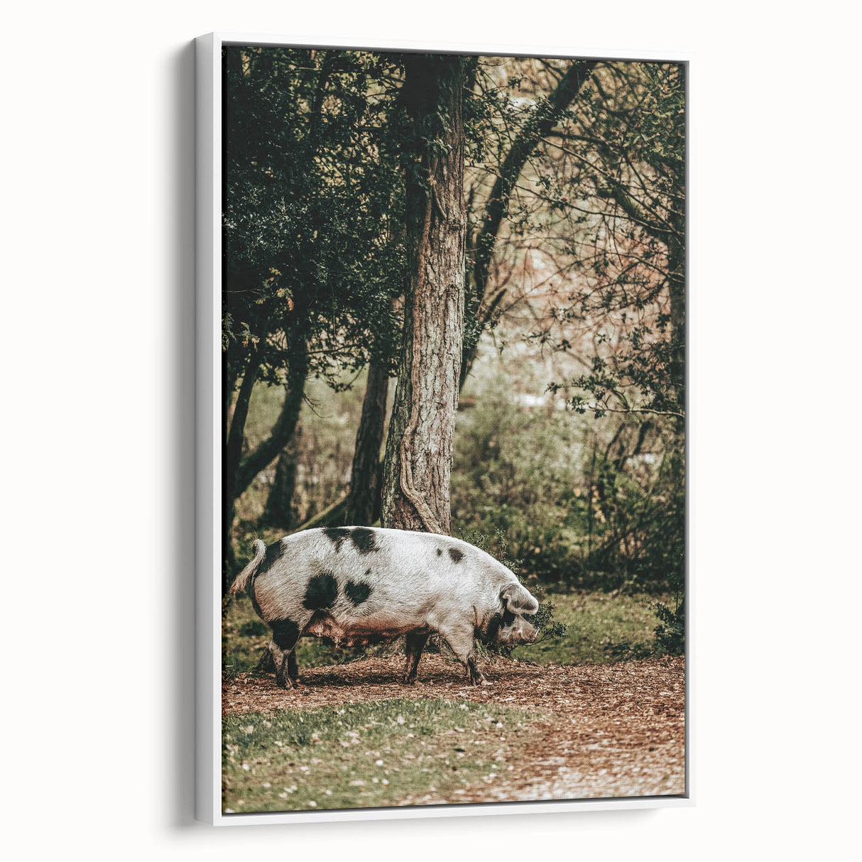 Farmhouse Wall Art - Rustic Pig in Wooded Path with Country Farm Charm