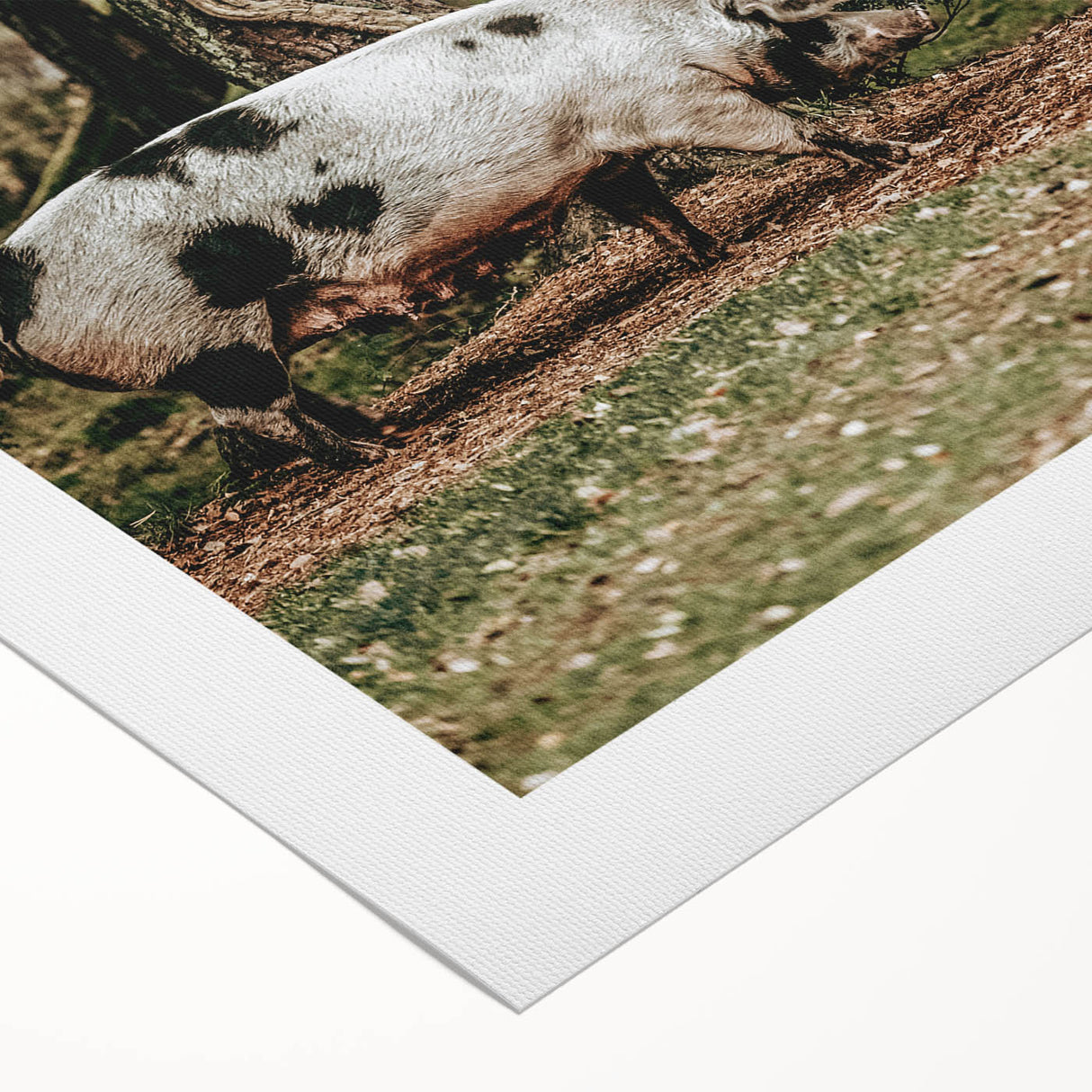 Farmhouse Wall Art - Rustic Pig in Wooded Path with Country Farm Charm