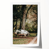 Farmhouse Wall Art - Rustic Pig in Wooded Path with Country Farm Charm