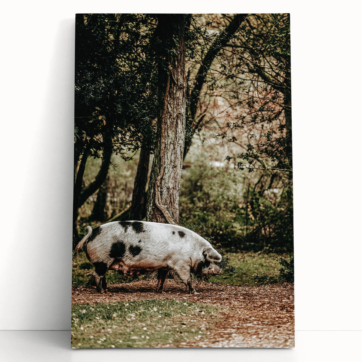 Farmhouse Wall Art - Rustic Pig in Wooded Path with Country Farm Charm