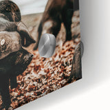 Farmhouse Wall Art - Black Pig in Rustic Setting with Country Charm