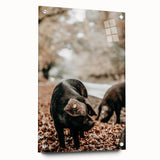 Farmhouse Wall Art - Black Pig in Rustic Setting with Country Charm