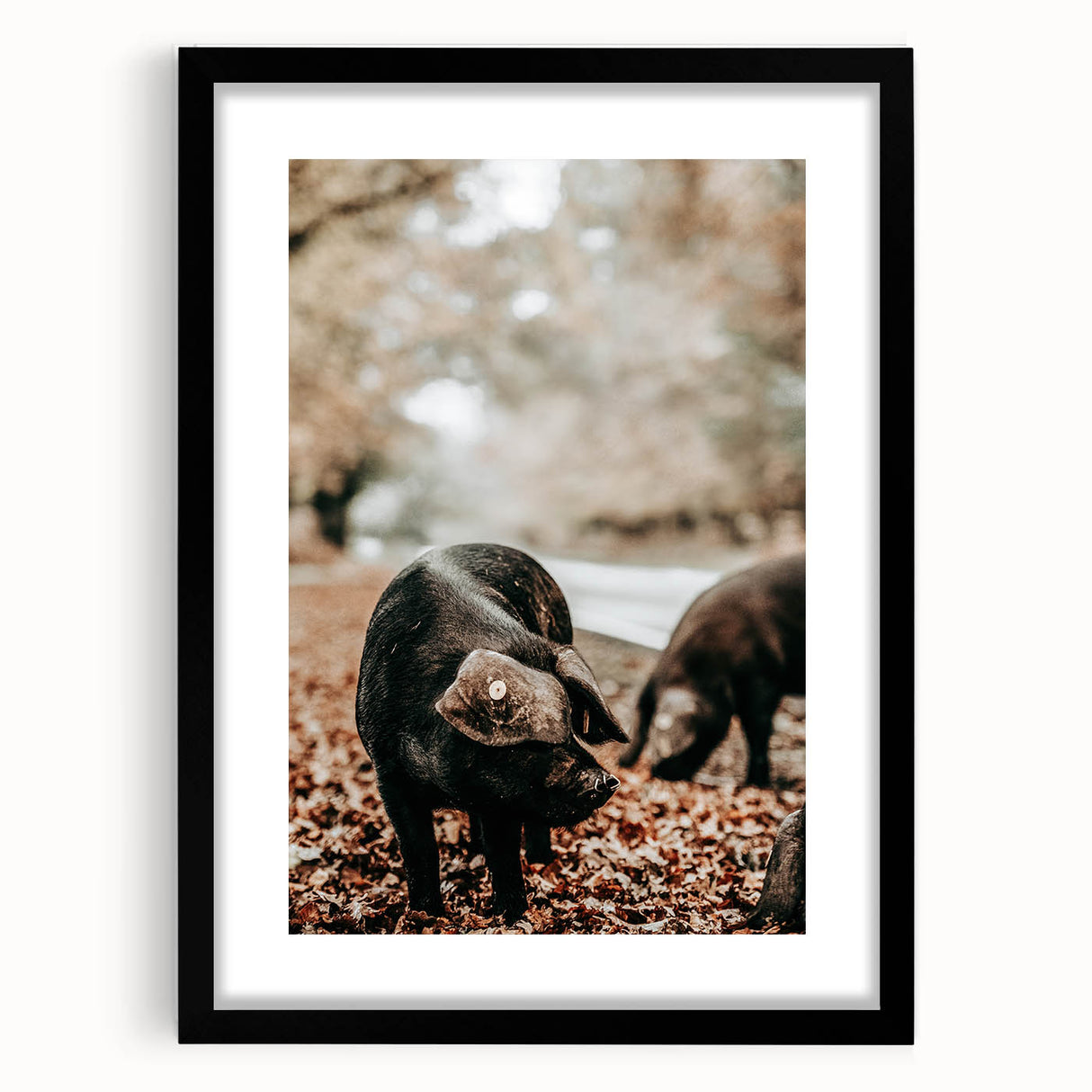 Farmhouse Wall Art - Black Pig in Rustic Setting with Country Charm