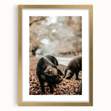 Farmhouse Wall Art - Black Pig in Rustic Setting with Country Charm