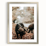 Farmhouse Wall Art - Black Pig in Rustic Setting with Country Charm
