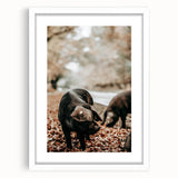 Farmhouse Wall Art - Black Pig in Rustic Setting with Country Charm