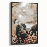 Farmhouse Wall Art - Black Pig in Rustic Setting with Country Charm