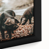Farmhouse Wall Art - Black Pig in Rustic Setting with Country Charm