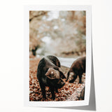 Farmhouse Wall Art - Black Pig in Rustic Setting with Country Charm