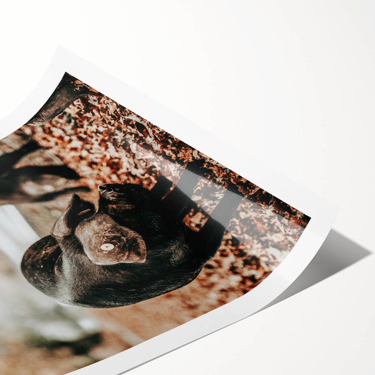 Farmhouse Wall Art - Black Pig in Rustic Setting with Country Charm