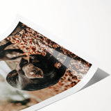 Farmhouse Wall Art - Black Pig in Rustic Setting with Country Charm