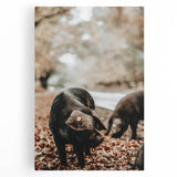 Farmhouse Wall Art - Black Pig in Rustic Setting with Country Charm