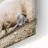 Farmhouse Wall Art - Rustic Pig on Farm with Vintage Country Charm